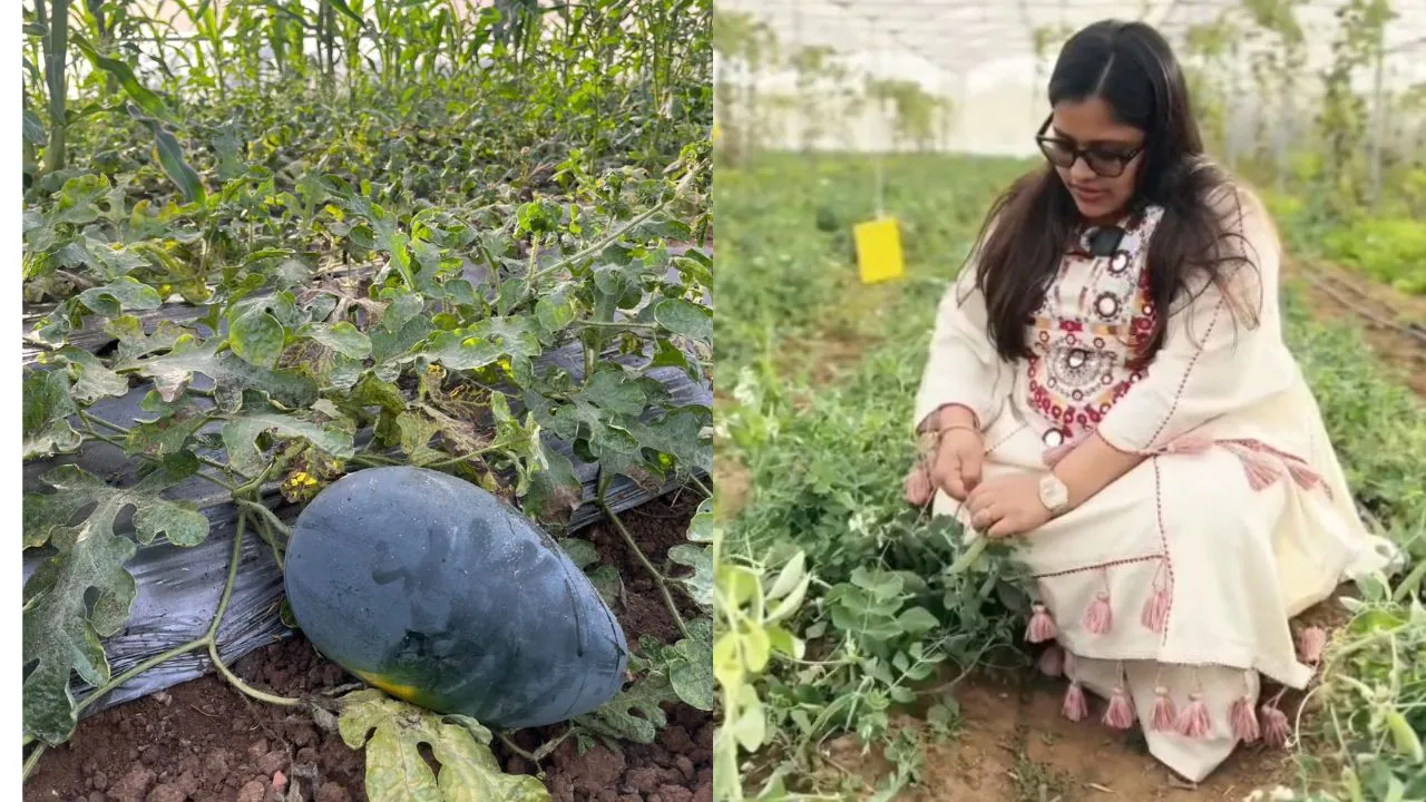 MBA Graduate Turns 10 Acres of Rocky Land Into a ₹25 Lakh Organic Farming Business