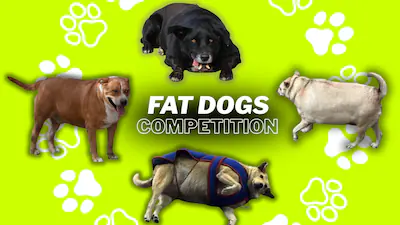 Viral Fat Dog Contests Raise Concerns About Community Dogs’ Health and Welfare