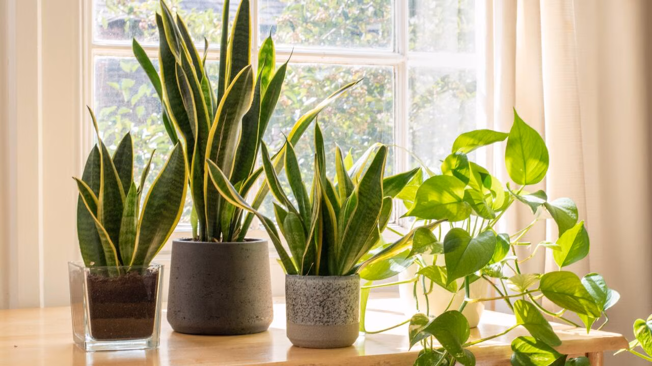 8 Low-Maintenance Indoor Plants That Can Help Freshen Your Home