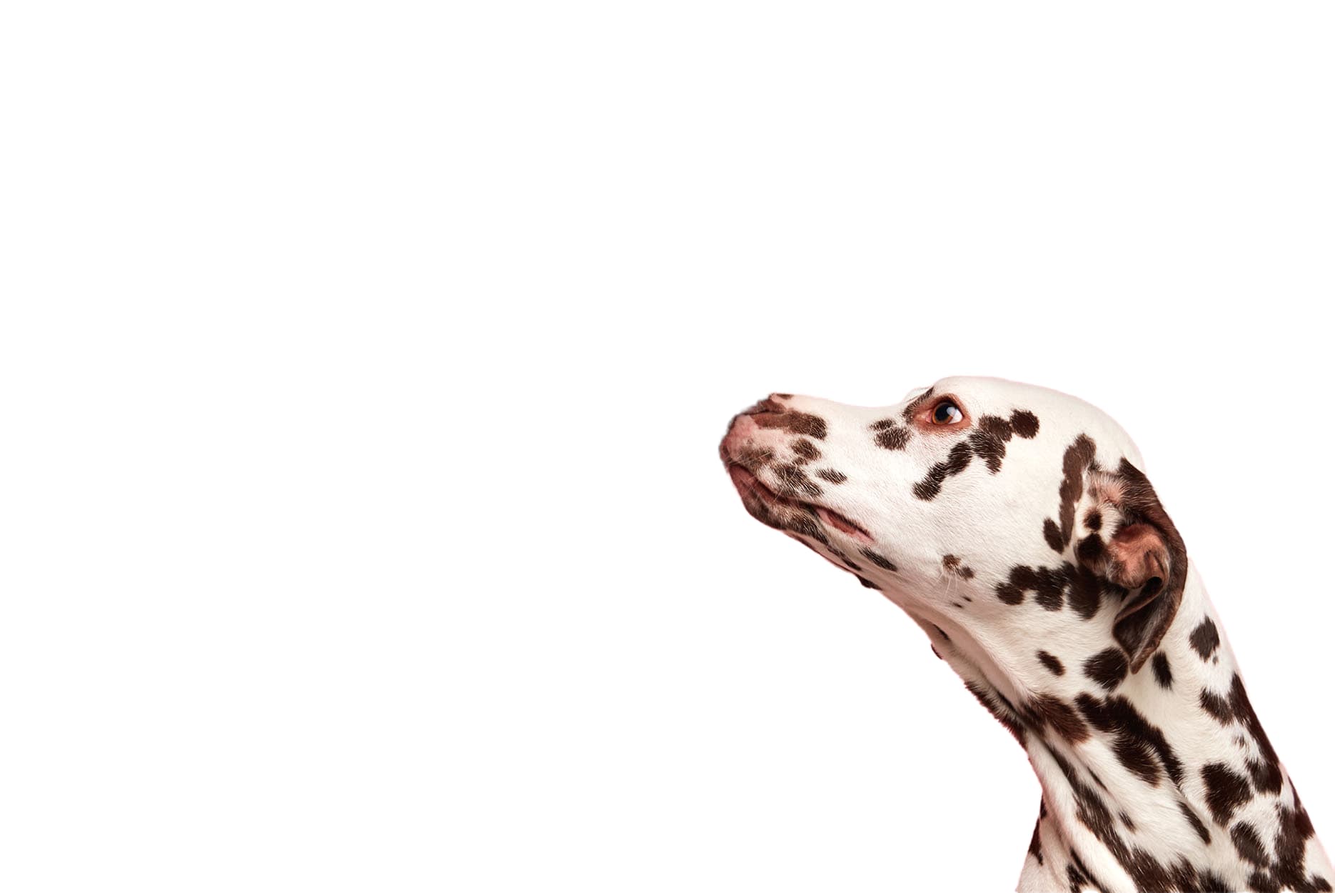 Ultimate Freelancing Handbook