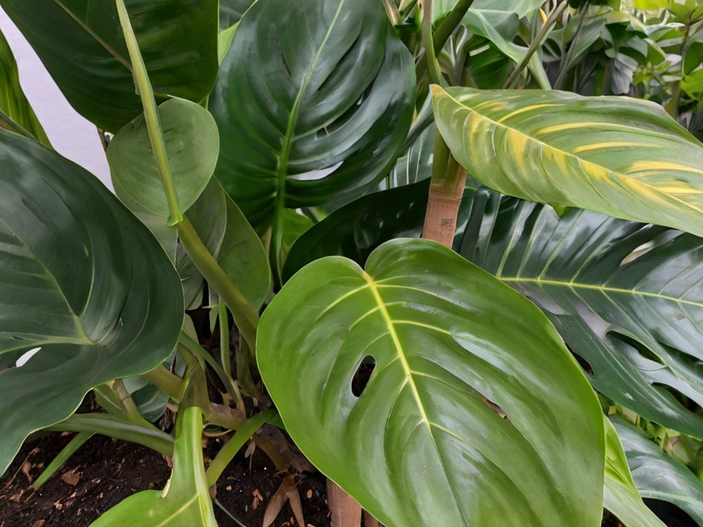 Burle Marx Philodendron