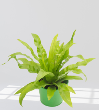 Philodendron Spiritus Sancti