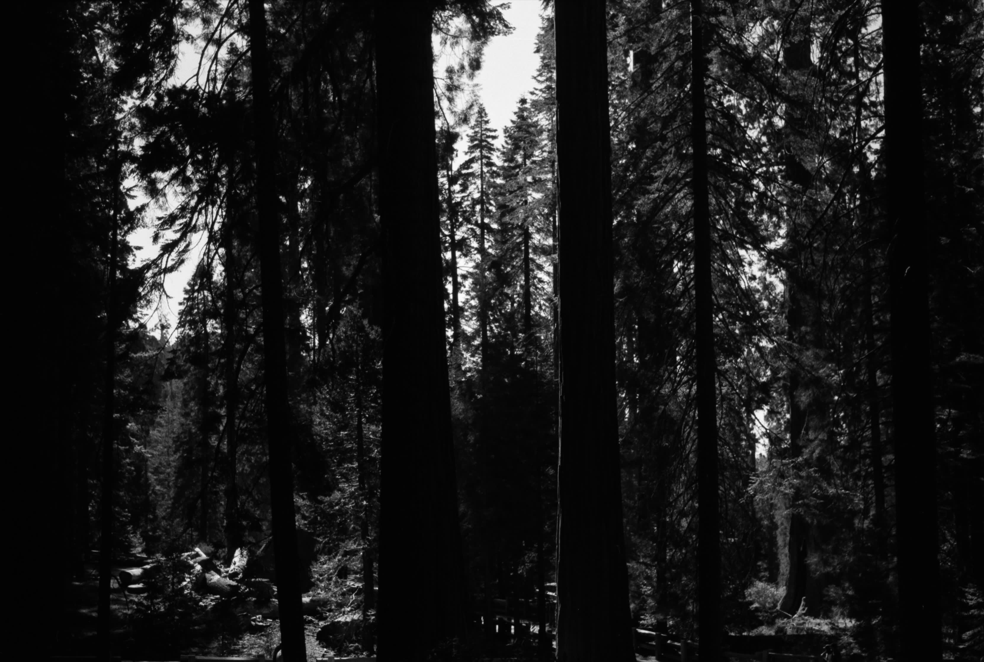 Dark tree trunks in a dense sequoia forest