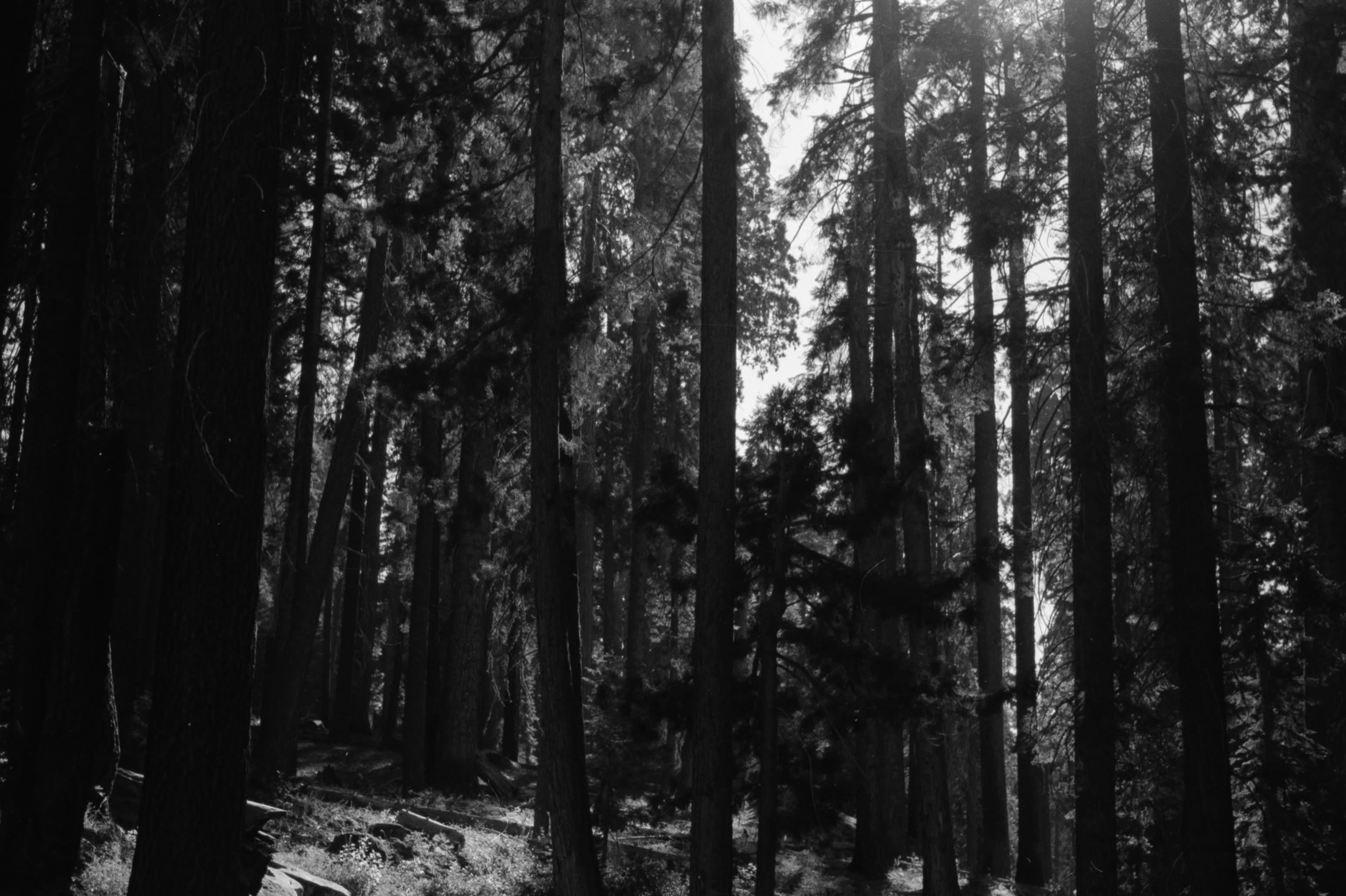 Sunlight breaking through a stand of tall conifers