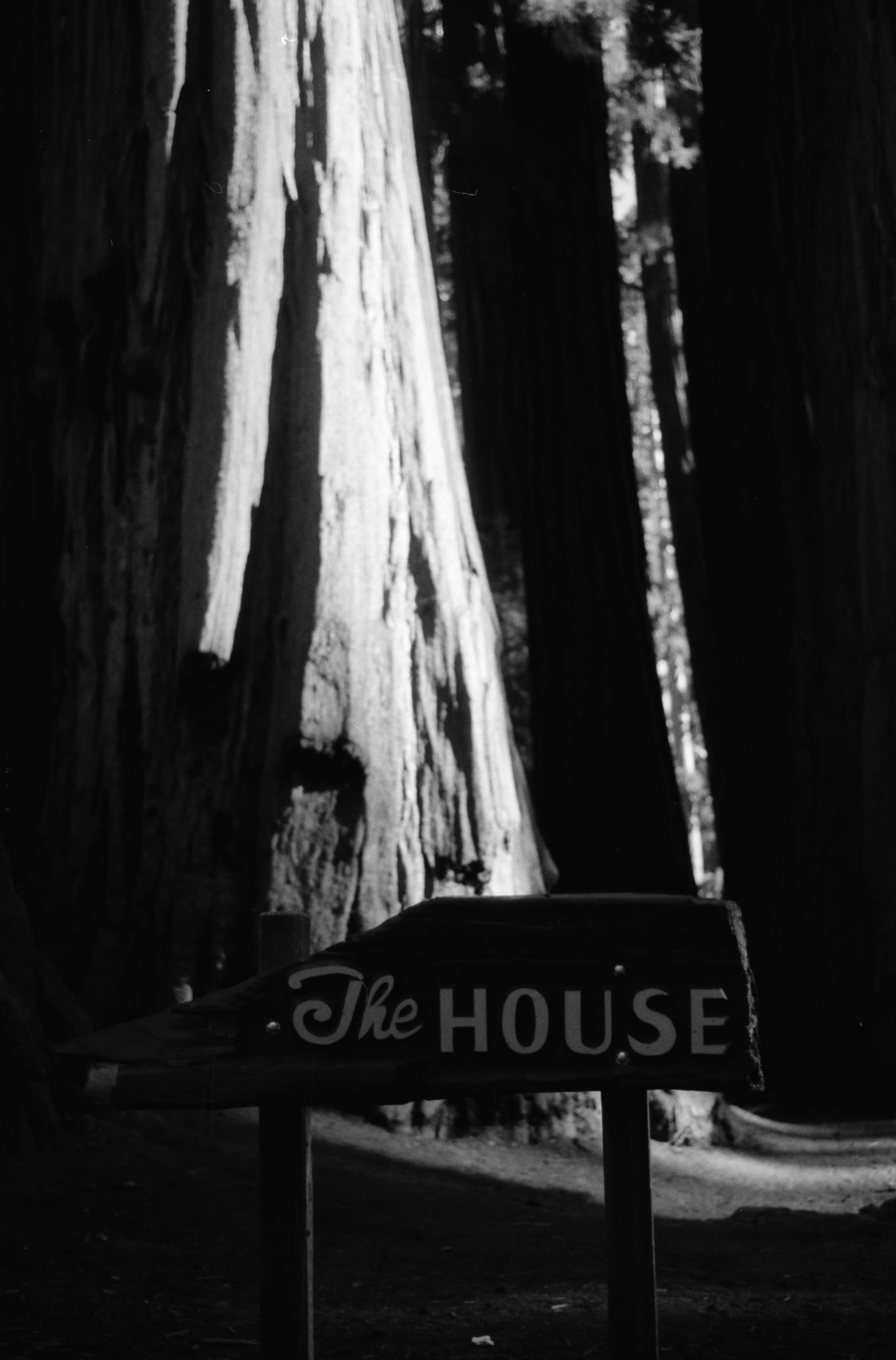 A giant sequoia trunk above a sign reading 'The House'