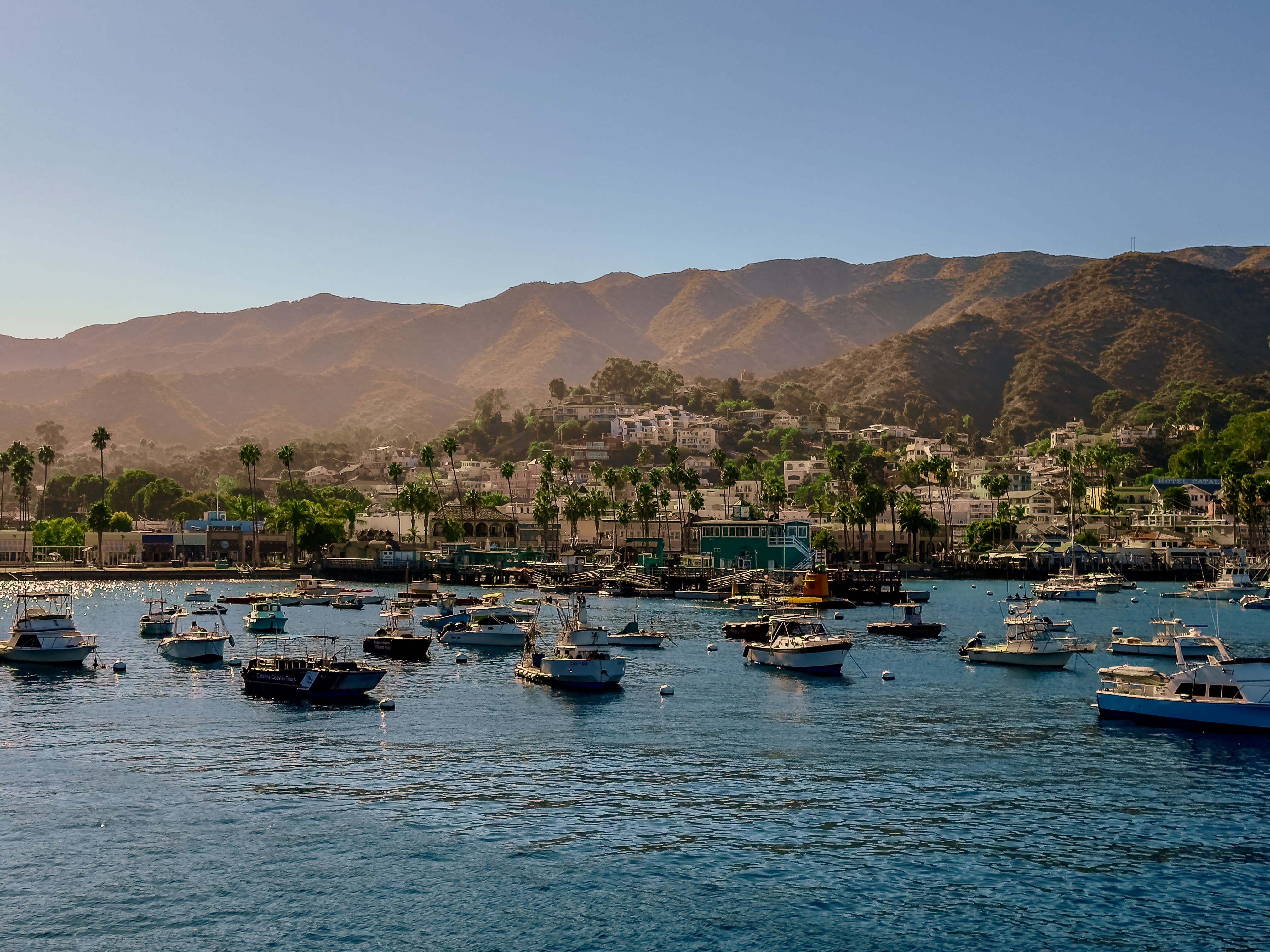 Boats moored in Avalon harbor below palm trees, houses and brown hills in late afternoon light