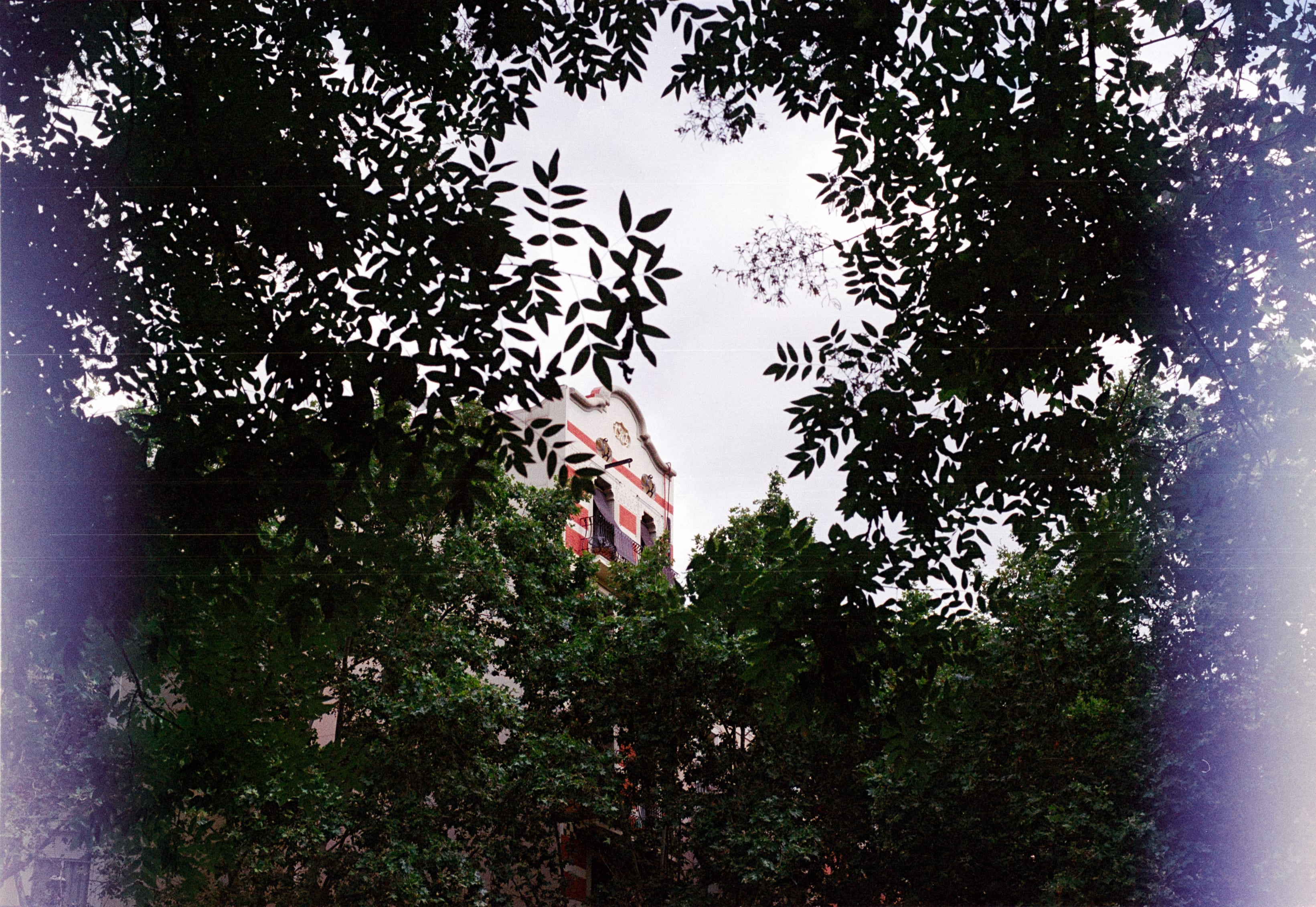 Trees silhouetted against the sky, with a purple light leak at the edges