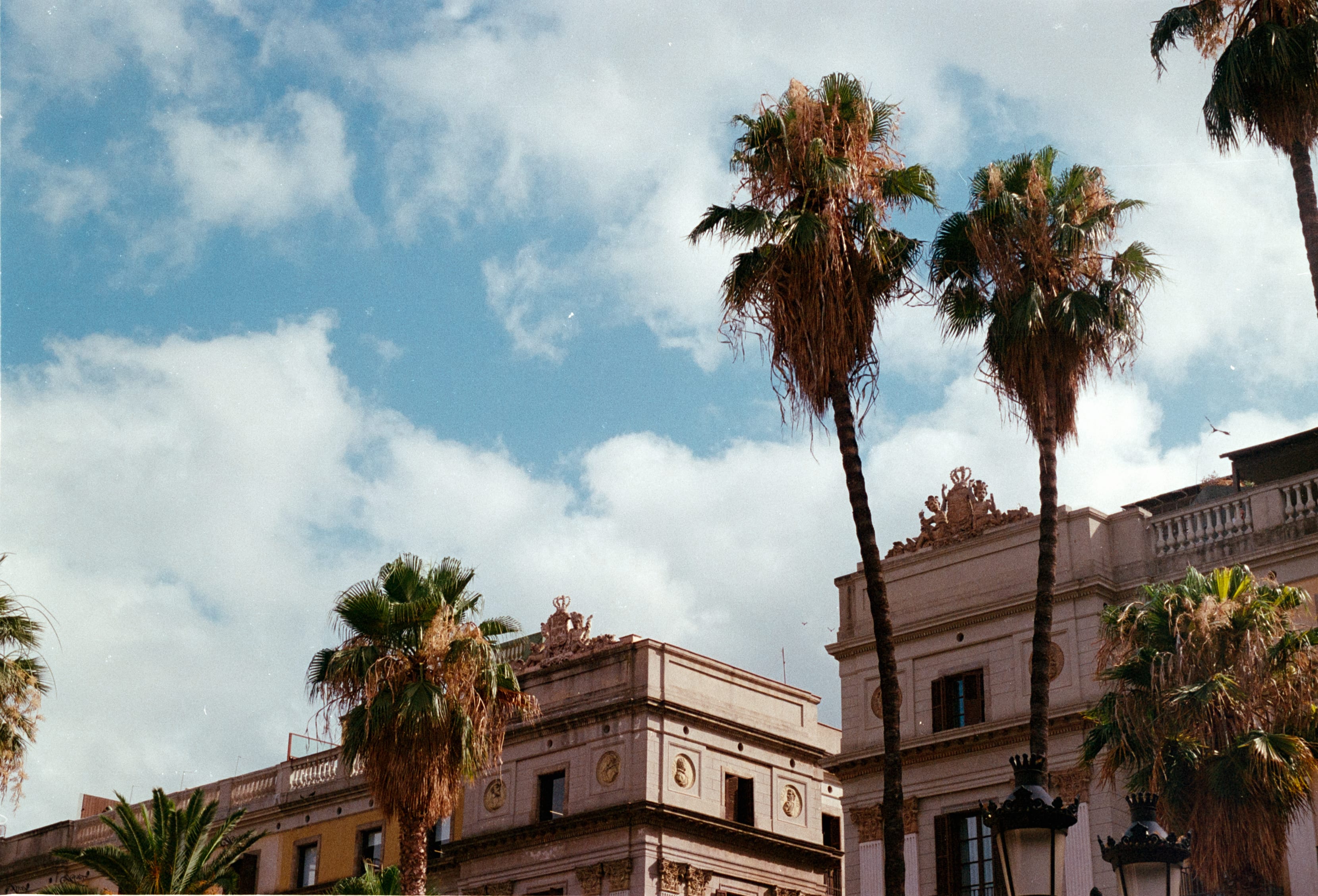 Tall palms over the arcades of Plaça Reial