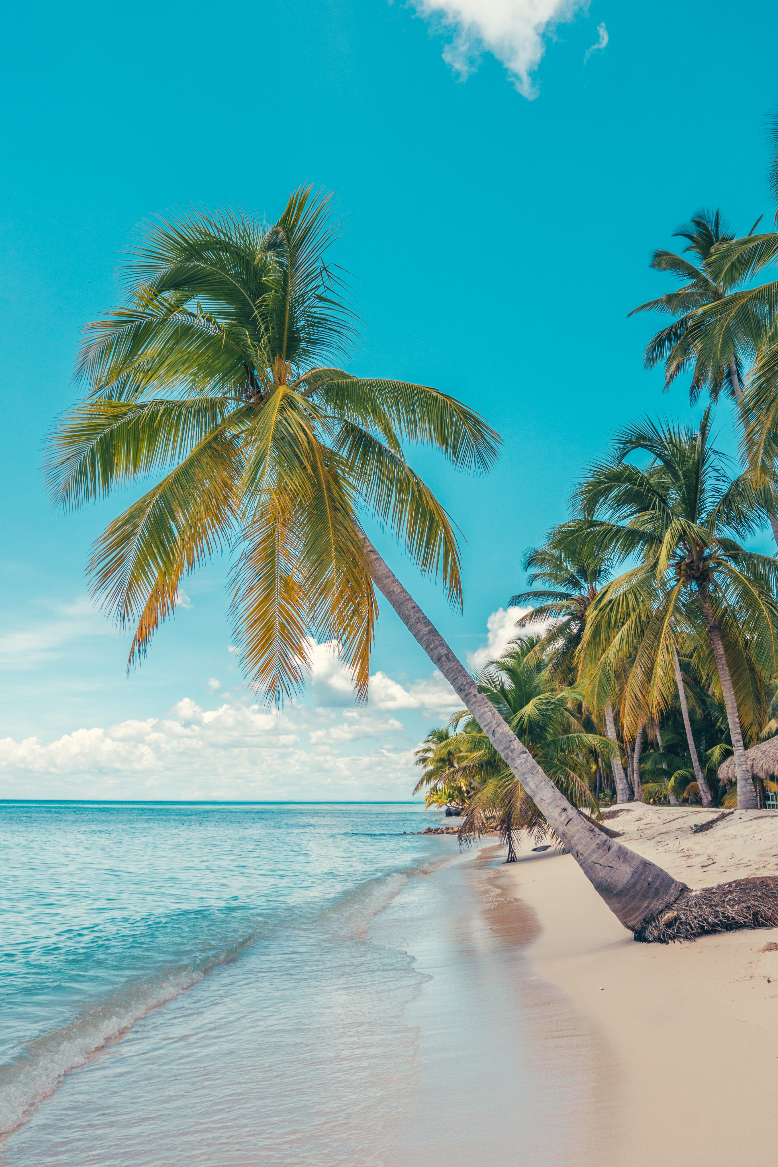 Tropical Beach
