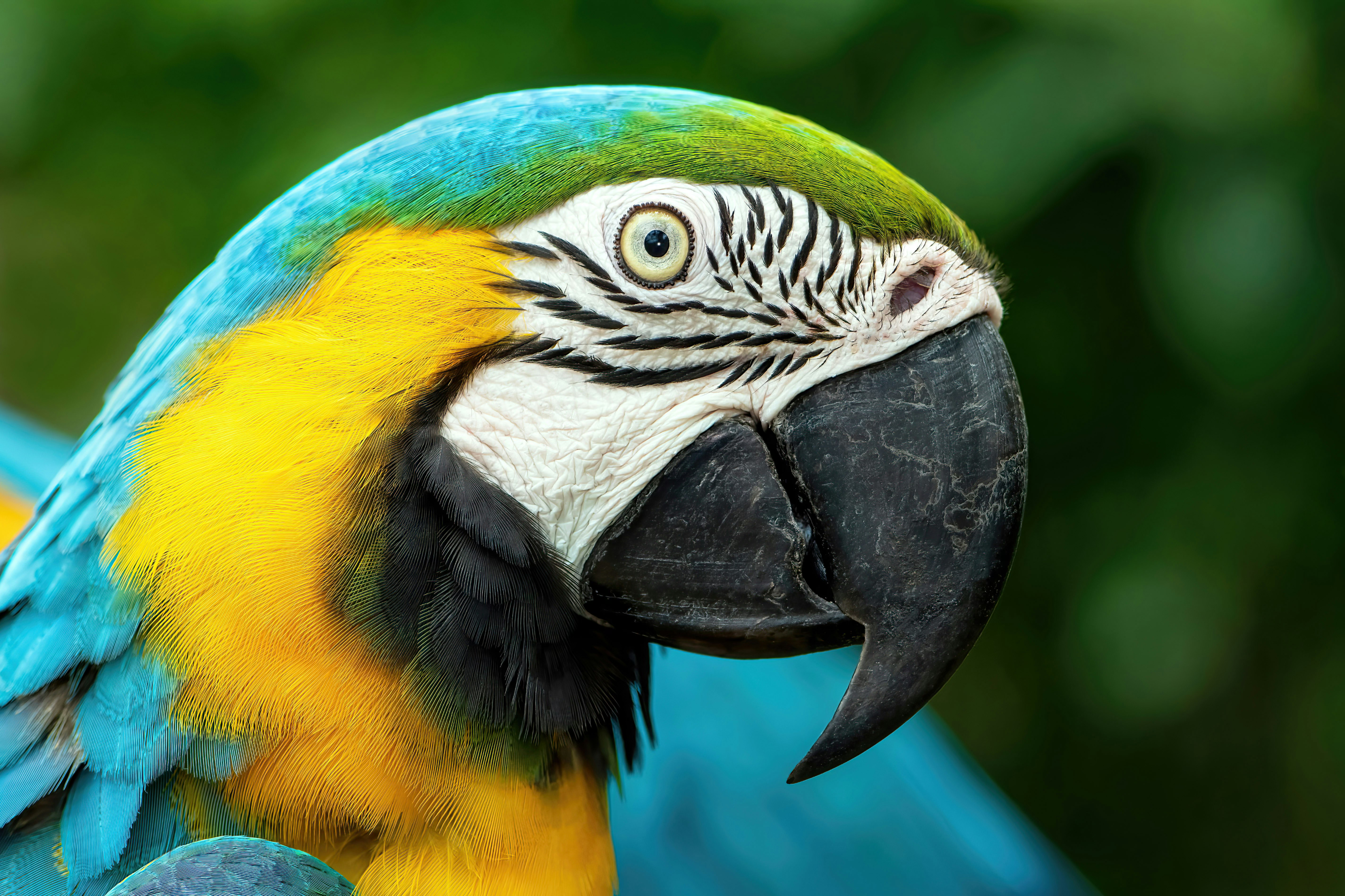 Tropical Bird