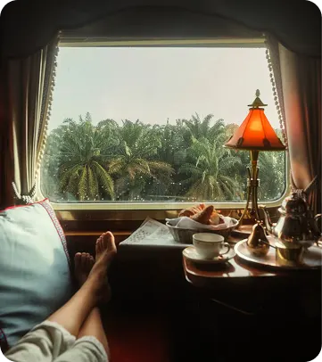 Cherry blossoms in full bloom