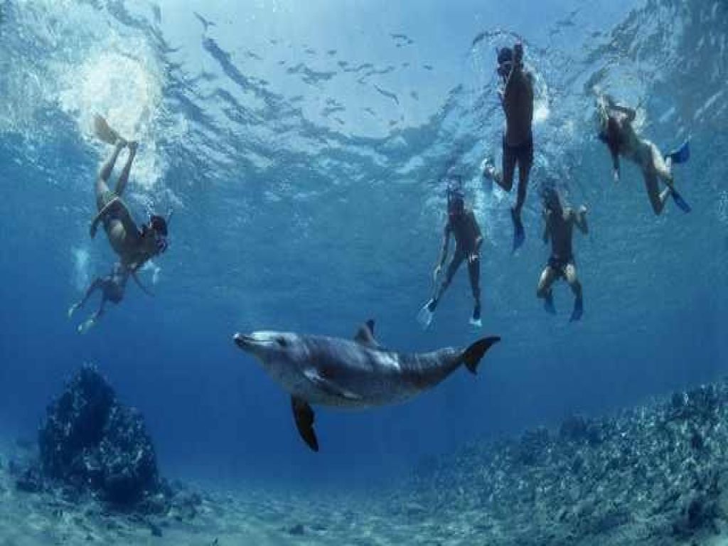 Snorkeling-with-Dolphins-Two-snorkeling-stops-around-the-coral-reefs-Marsa-Alam.webp