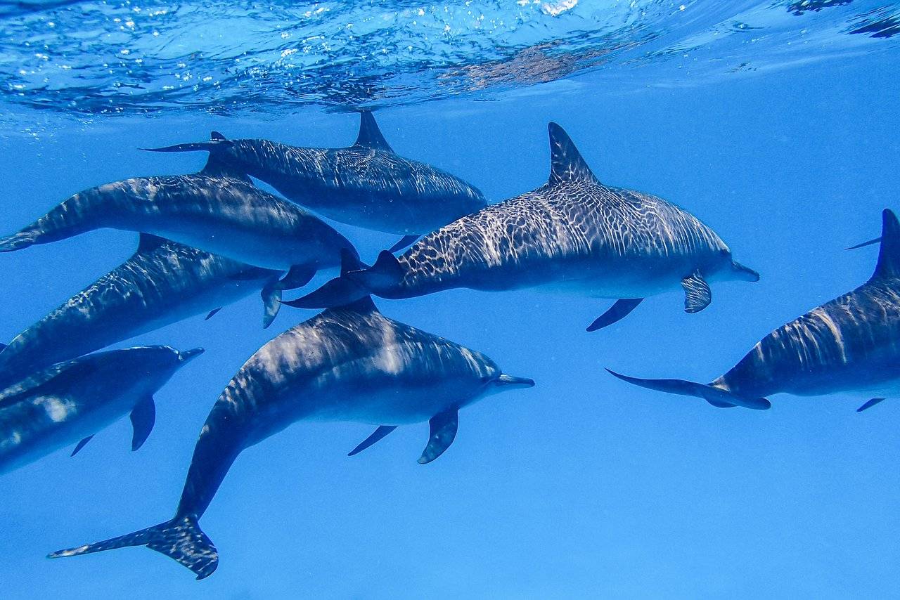 Excursie la Reciful Sataya (Dolphin House) din Marsa Alam - Marsa Alam
