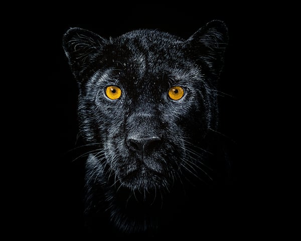 Panther Painting ART JC - Joseph Cashmore