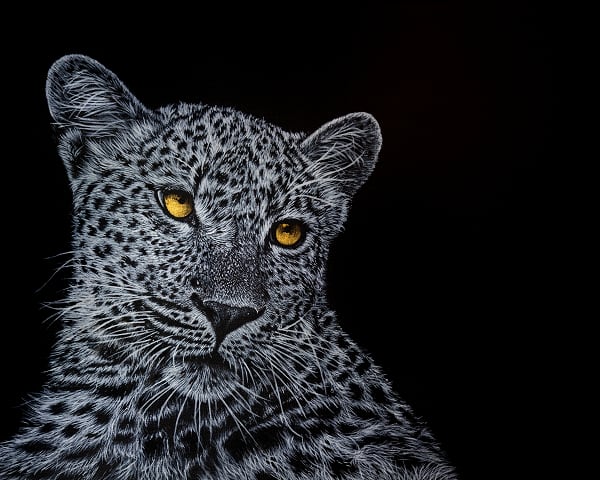 Big Cats Leopard Painting ART JC - Joseph Cashmore