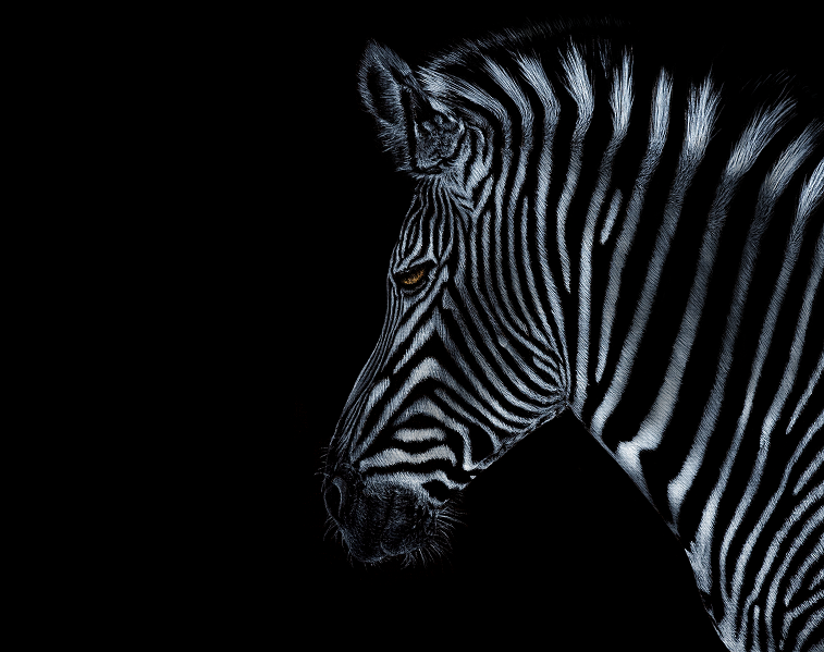 Safari Zebra Painting ART JC - Joseph Cashmore 1