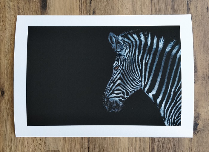 Safari Zebra Painting ART JC - Joseph Cashmore 4