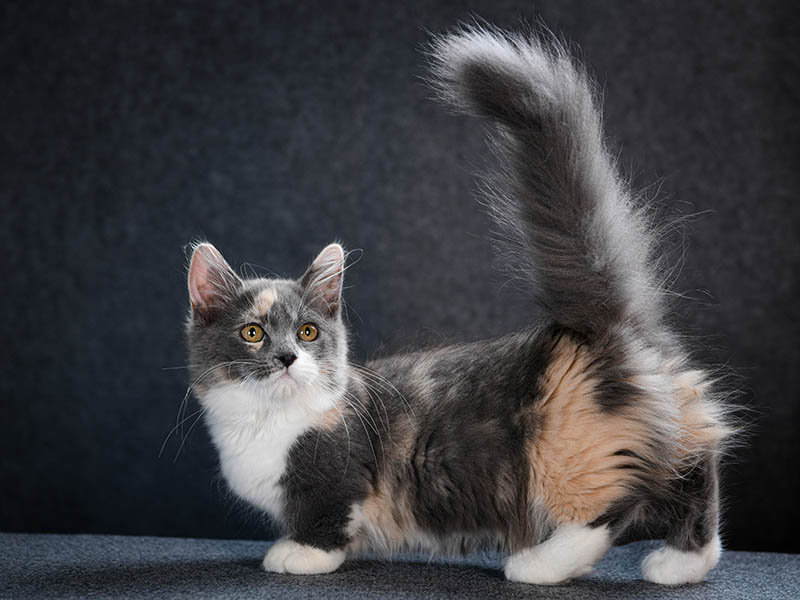 Mochi (Munchkin)