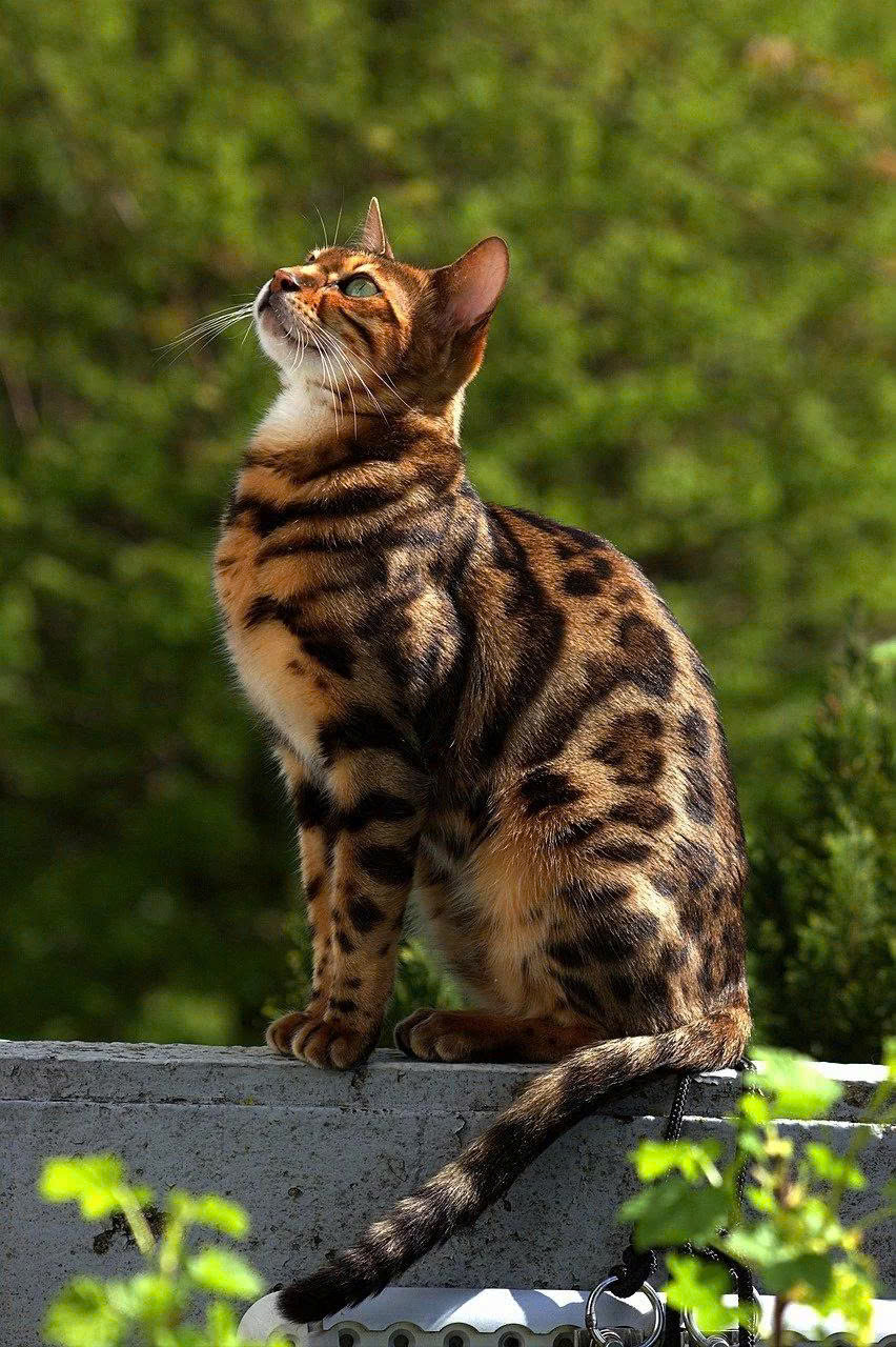 Tiger (Bengal)