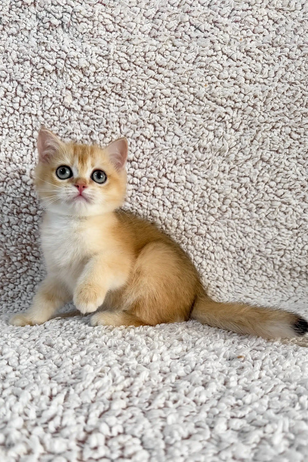 Simba (Anh Lông Ngắn)