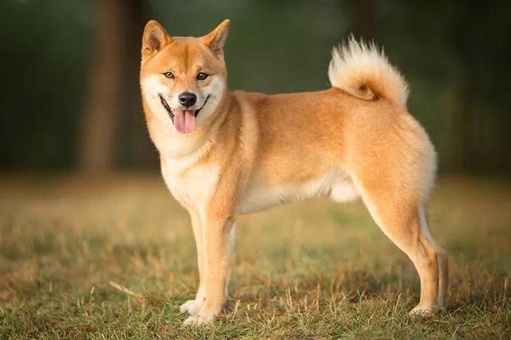 Hachi (Shiba Inu)