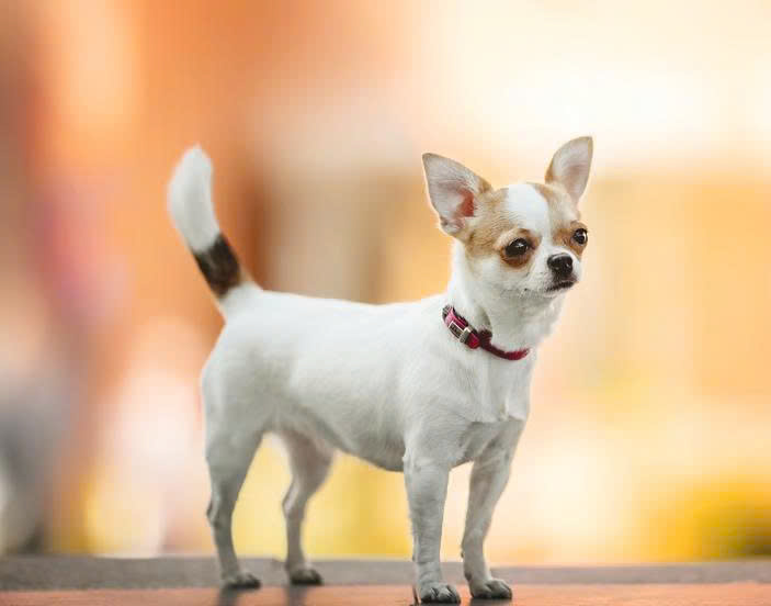 Tiny (Chihuahua)