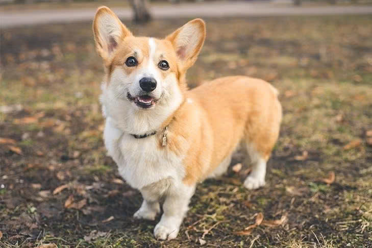 Rocky (Corgi)