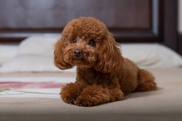 Charlie (Poodle)