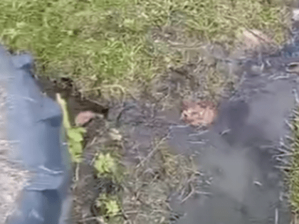 В Покрове тонут огороды на улице Быкова: жители утверждают, всему виной – туберкулезная тюрьма