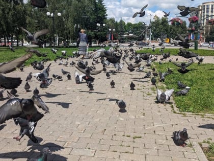 Владимирские голуби переносят опасные инфекции