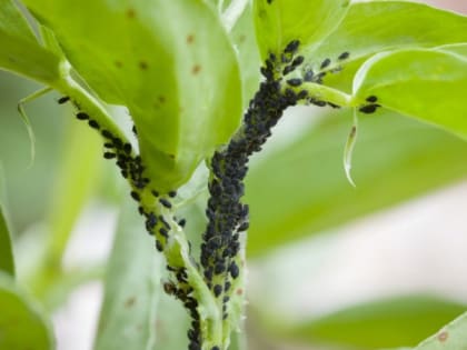 Как избавиться от мелких насекомых в доме