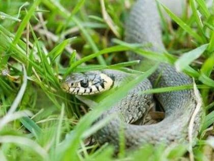 Правила поведения при встрече со змеями