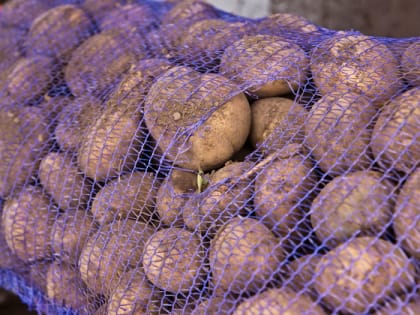 Владимирцам рассказали, как эффективно бороться с колорадским жуком