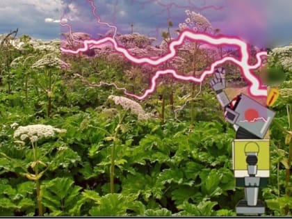 Ученые ЦФО изобрели робота для превращения борщевика в удобрение