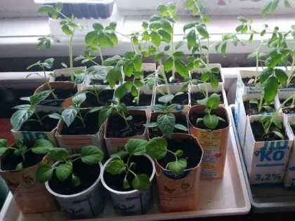 Эти растения, посаженные в феврале, превратят ваш сад в райское место — плюсы и минусы зимнего посева