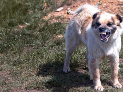 В 2022 году в области  выявлено 74 очага бешенства