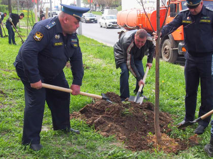 Во Владимире закончился весенний этап высадки деревьев по муниципальной программе