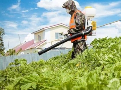 За заросли борщевика на участках будут штрафовать
