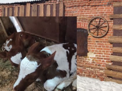 Для владимирцев, желающих стать фермерами, увеличили гранты по «Агростартапу»