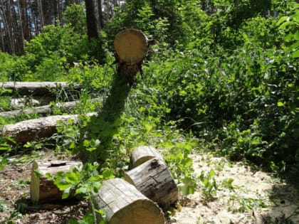 Прокуратура провела проверку по фактам рубки леса в парке "Дружба"