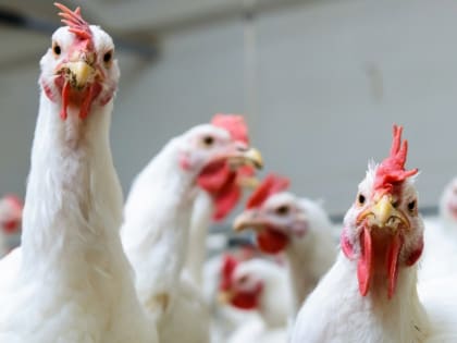 Сотрудниками Россельхознадзора выявлены нарушения биобезопасности на территории птицефабрики во Владимирской области