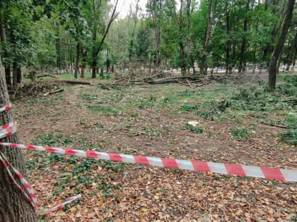 Владимирские власти выставили на торги контракт по вырубке больных деревьев в парках