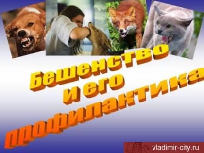 О профилактике бешенства