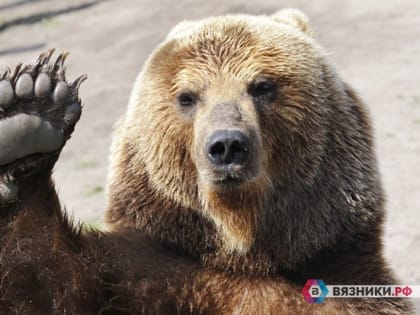В Вязниковских лесах объявился медведь