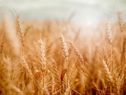 Во Владимирской области повысился уровень урожайности