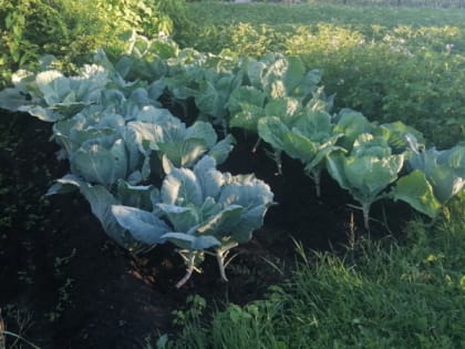 Новые инициативы по улучшению городской инфраструктуры