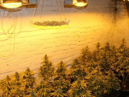 В Коврове у владельца гаража нашли более 860 кустов конопли