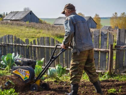Благоприятные дни: вот когда лучше сажать морковь и свеклу