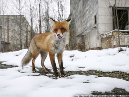 Во Владимирской области зафиксировали первые в этом году случаи бешенства у диких и домашних животных