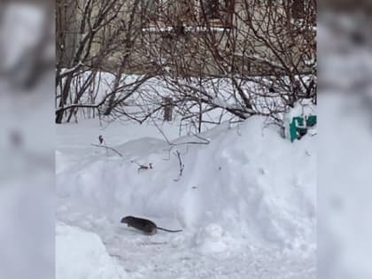 Владимирцев удивили размеры бегающих по улицам крыс